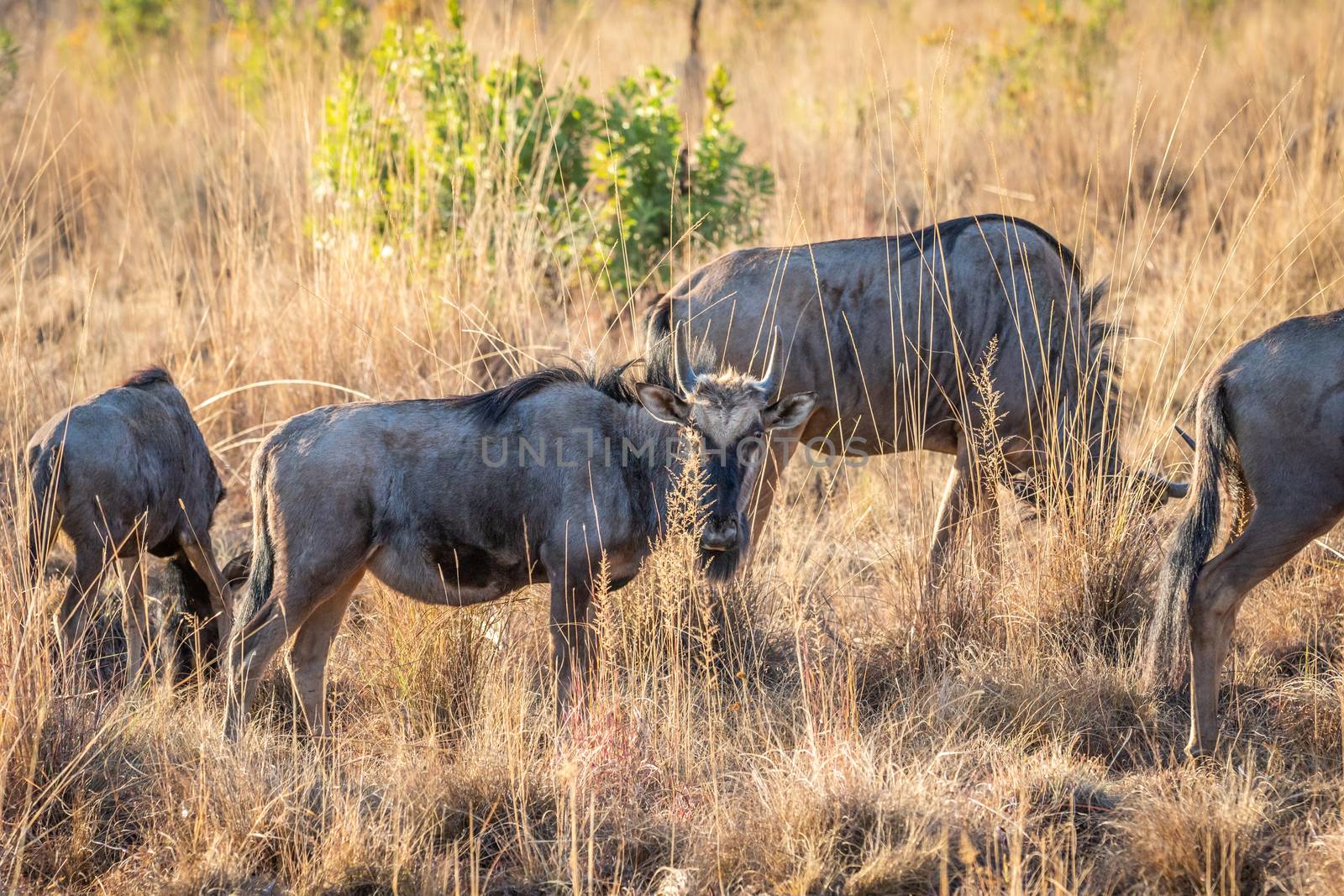 Blue wildebeest standing in the grass. by Simoneemanphotography