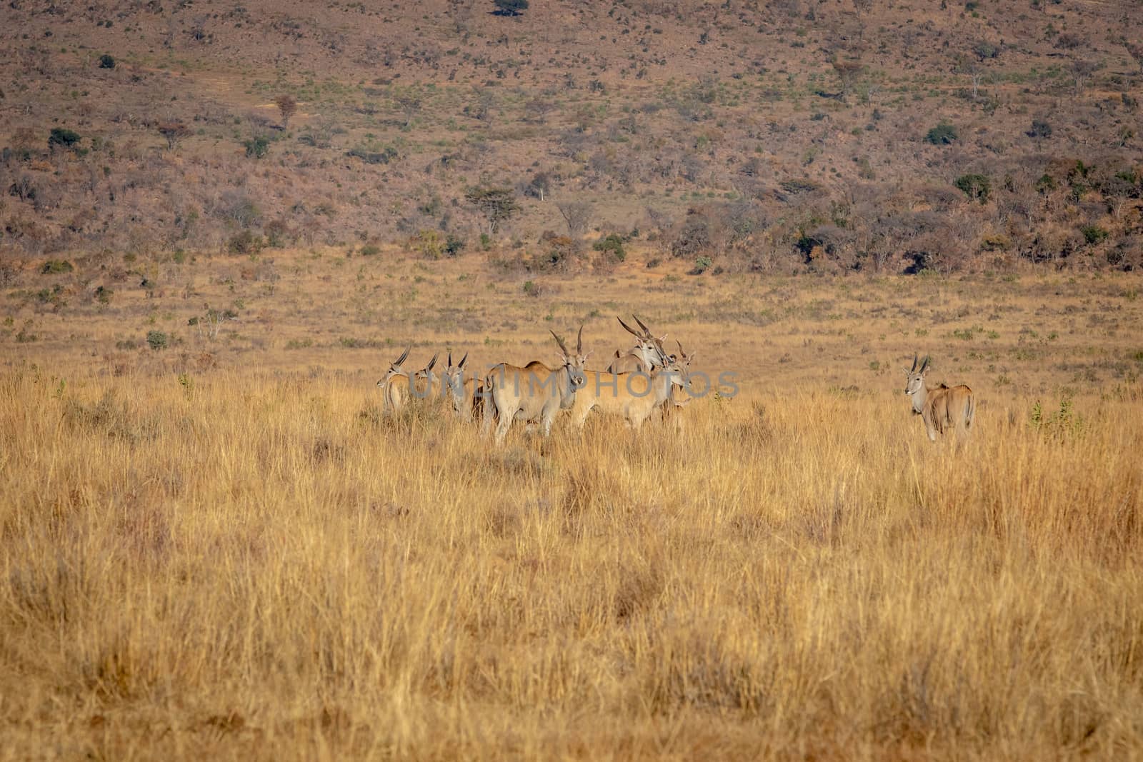Herd of Elands in the high grass in the Welgevonden game reserve, South Africa.