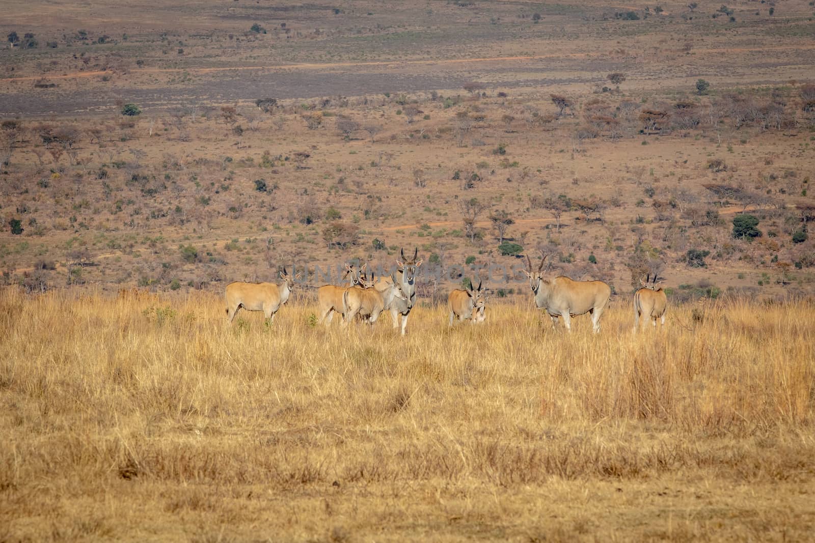 Herd of Elands in the high grass in the Welgevonden game reserve, South Africa.