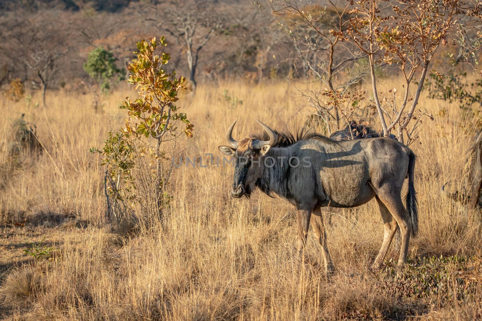 Blue wildebeest standing in the grass. by Simoneemanphotography