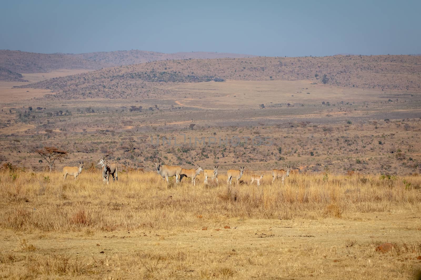 Herd of Elands in the high grass. by Simoneemanphotography