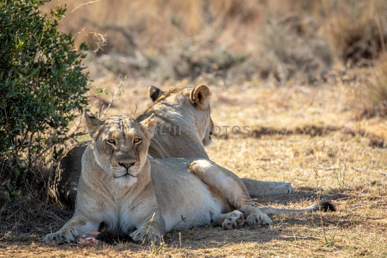 Two Lionesses sitting under a bush in the Welgevonden game reserve, South Africa.