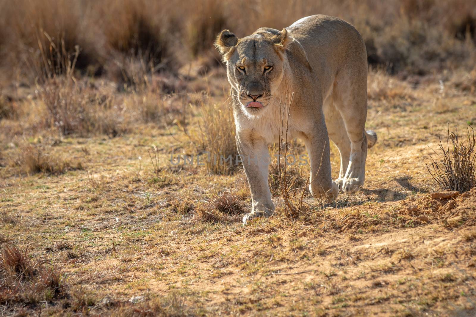 Lioness walking towards the camera. by Simoneemanphotography