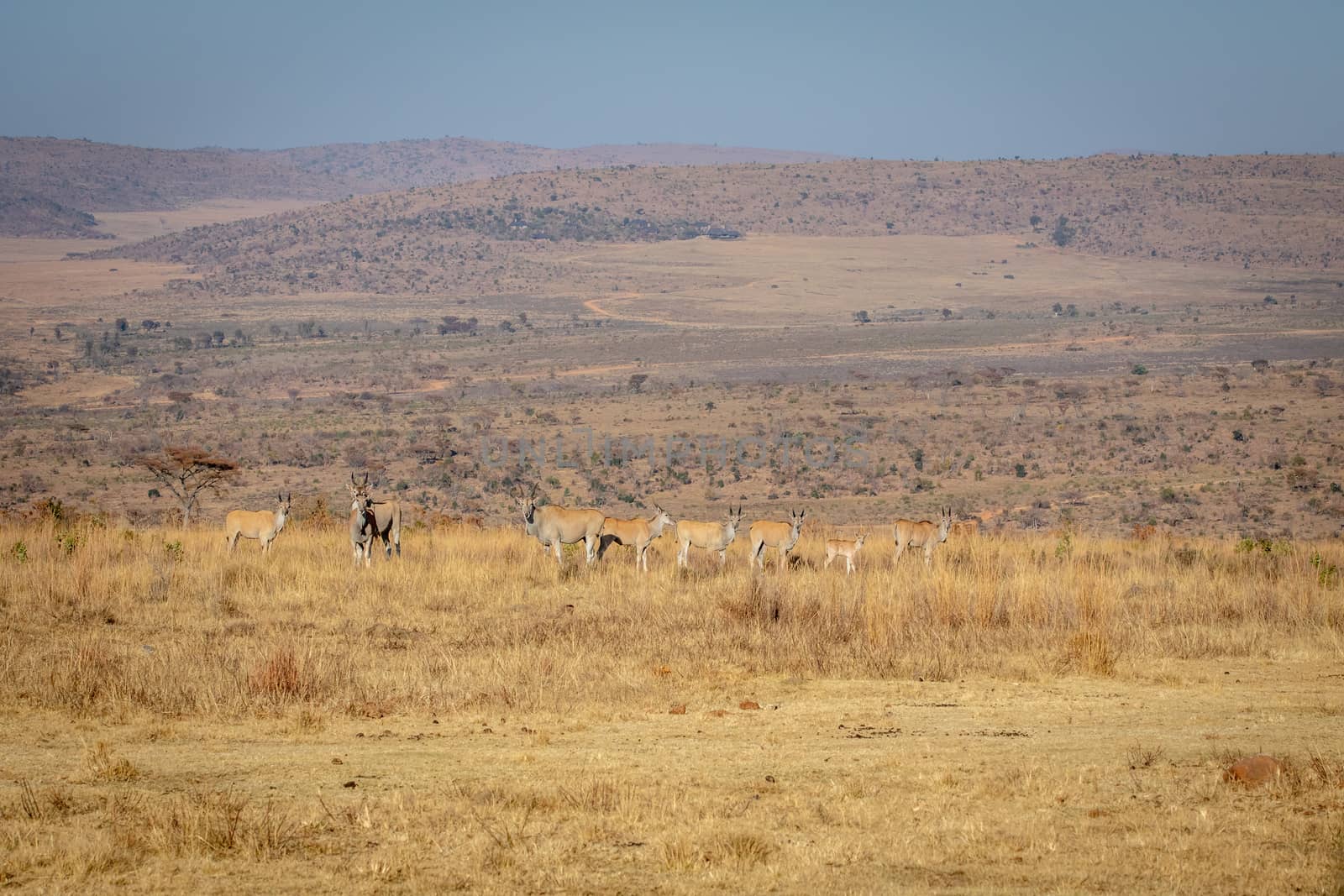 Herd of Elands in the high grass in the Welgevonden game reserve, South Africa.