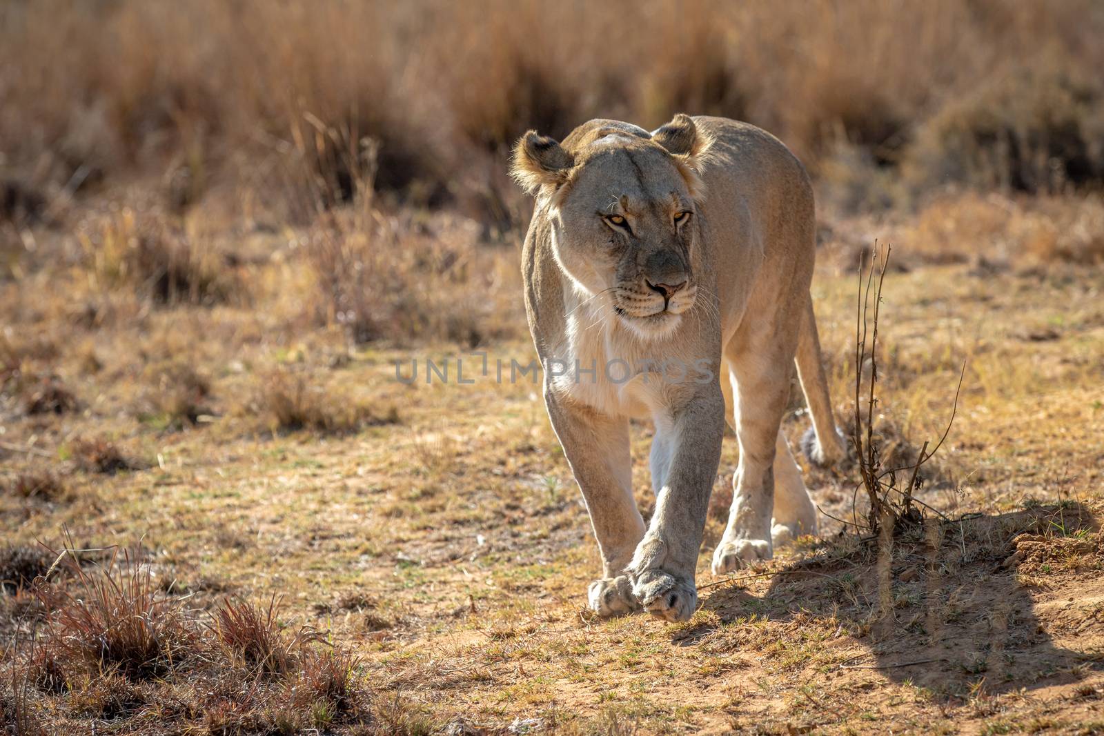 Lioness walking towards the camera in the Welgevonden game reserve, South Africa.