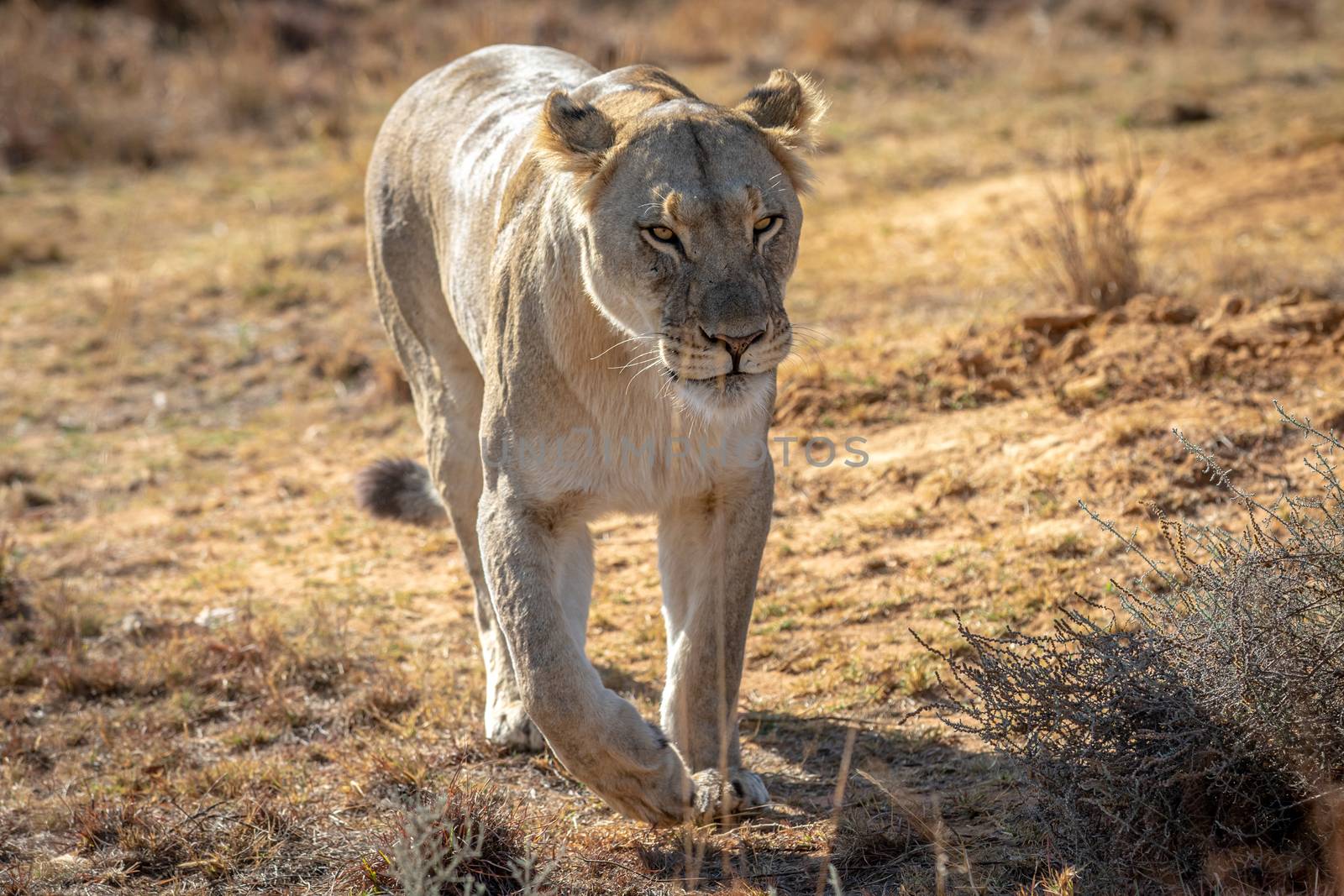 Lioness walking towards the camera. by Simoneemanphotography