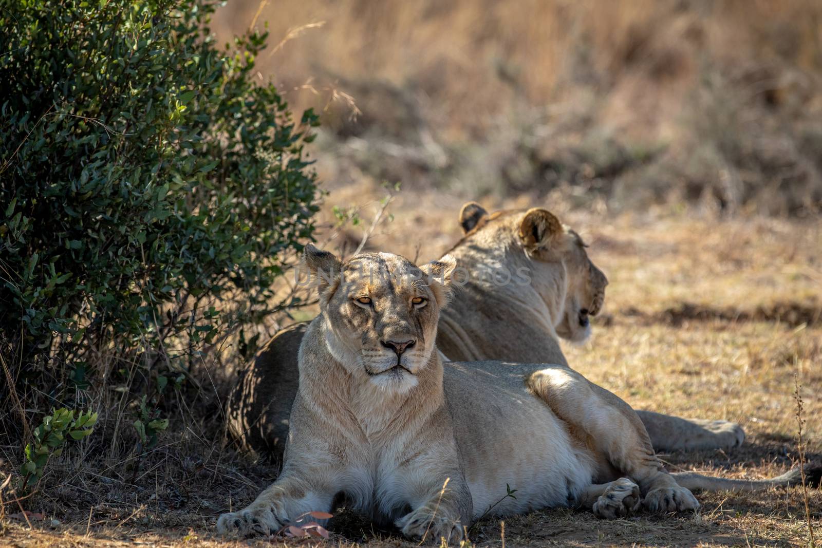 Two Lionesses sitting under a bush. by Simoneemanphotography