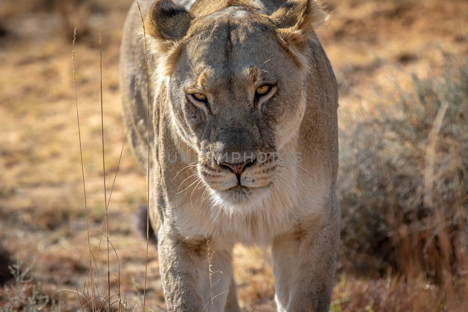 Lioness walking towards the camera in the Welgevonden game reserve, South Africa.
