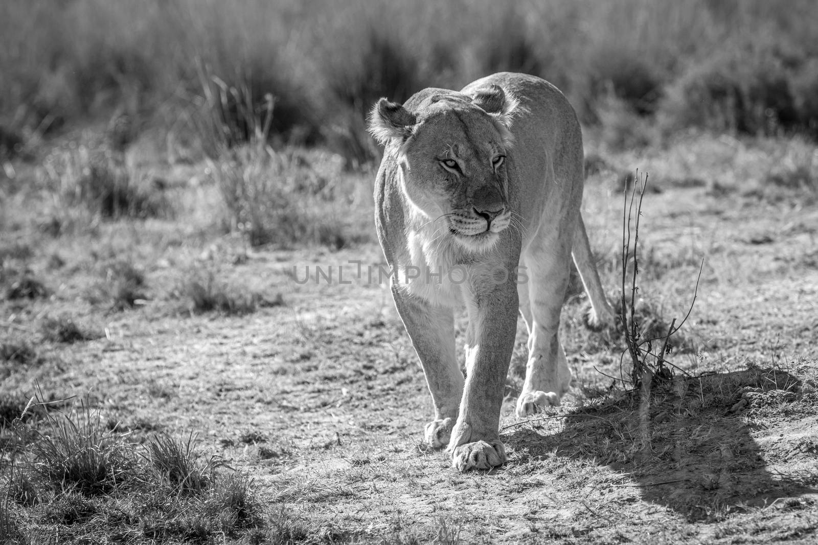Lioness walking towards the camera in black and white in the Welgevonden game reserve, South Africa.