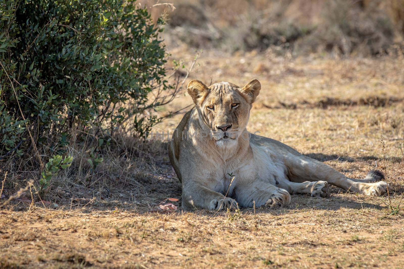 Lioness laying in the grass under a bush. by Simoneemanphotography