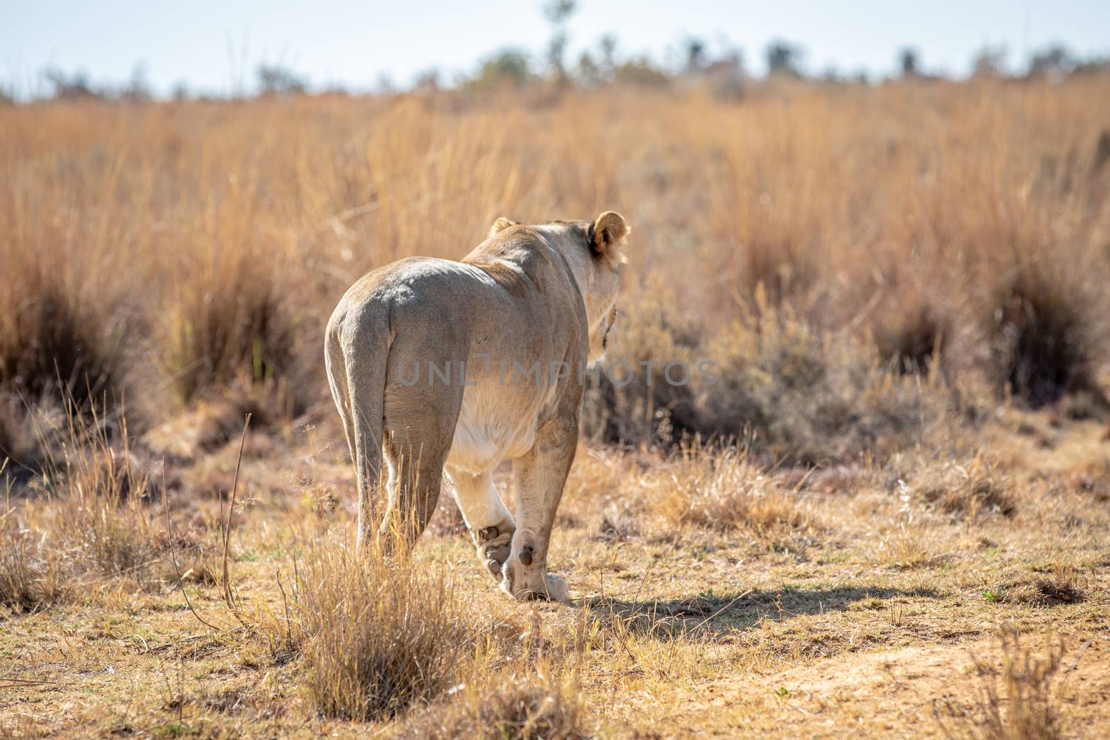 Lioness walking away in the high grass. by Simoneemanphotography