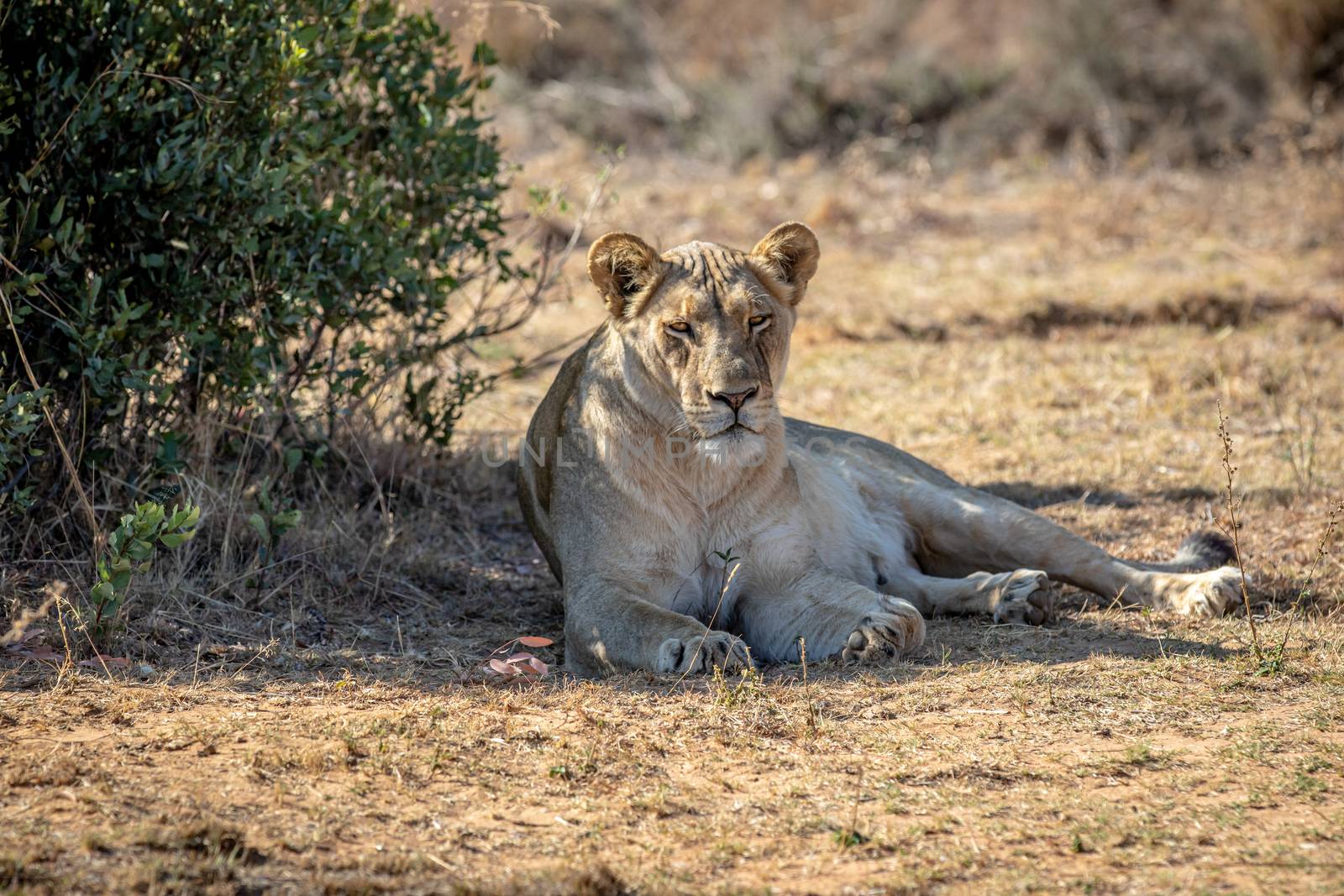 Lioness laying under a bush in the Welgevonden game reserve, South Africa.