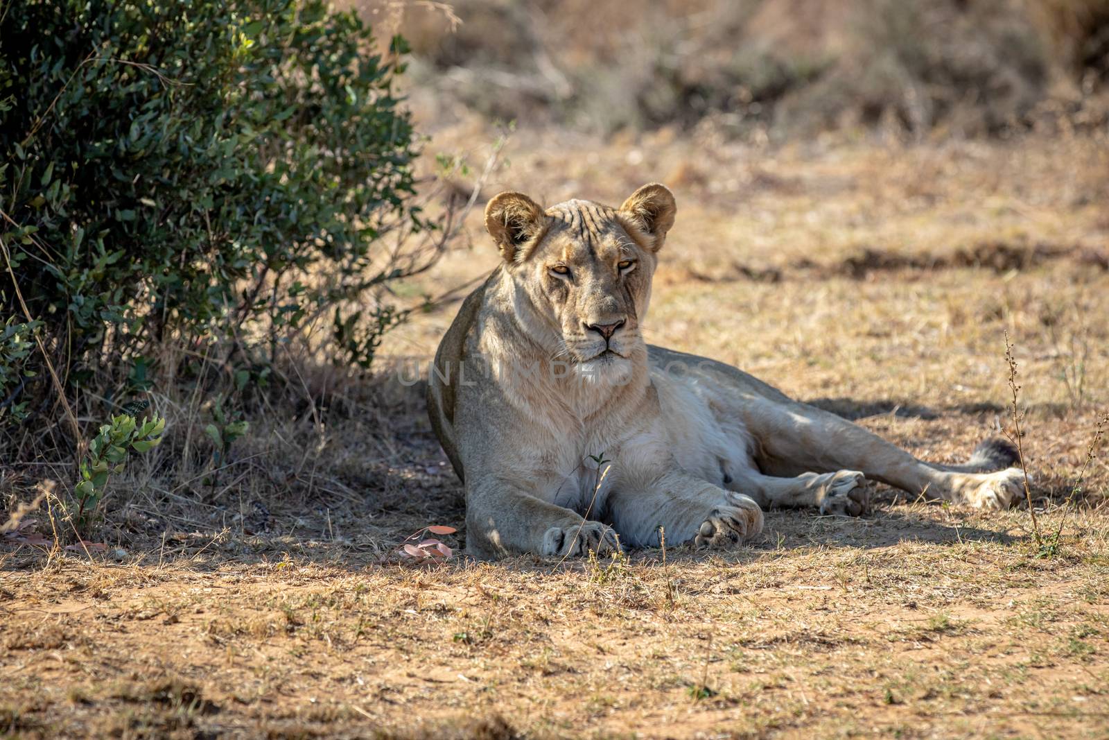 Lioness laying in the grass under a bush. by Simoneemanphotography