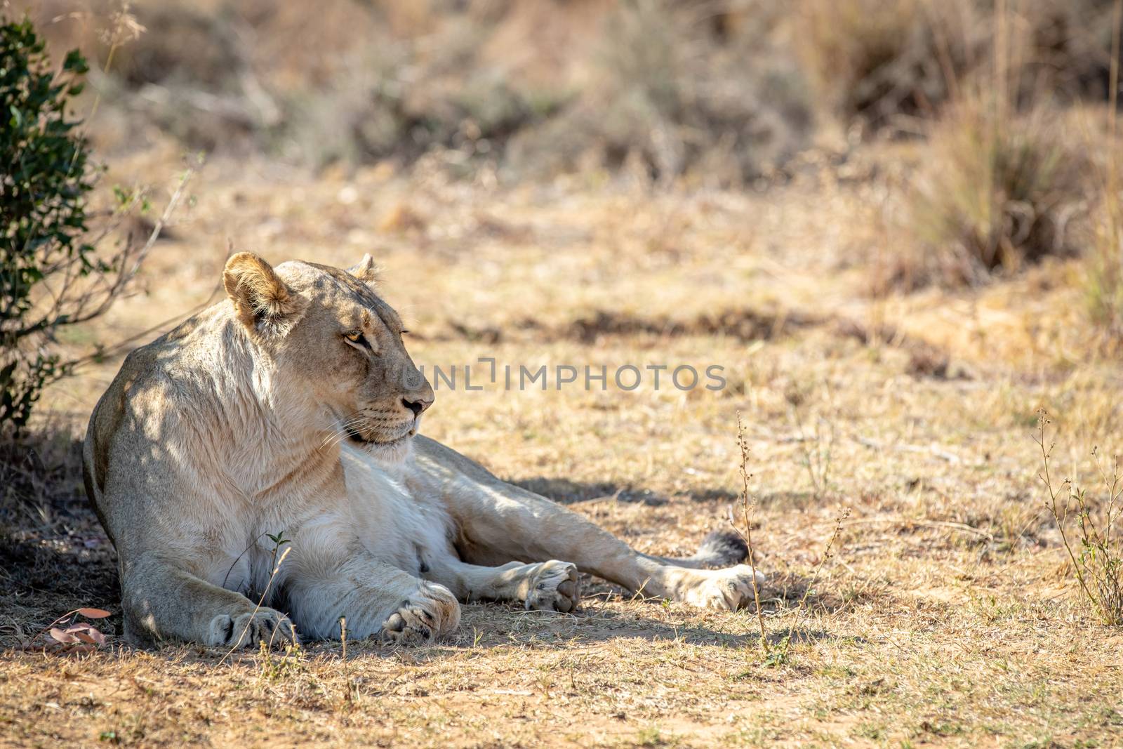 Lioness laying in the grass under a bush. by Simoneemanphotography