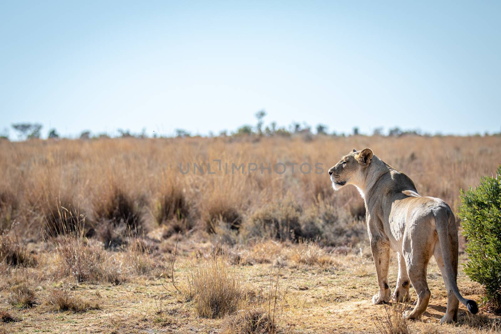 Lioness scanning the plains for prey. by Simoneemanphotography