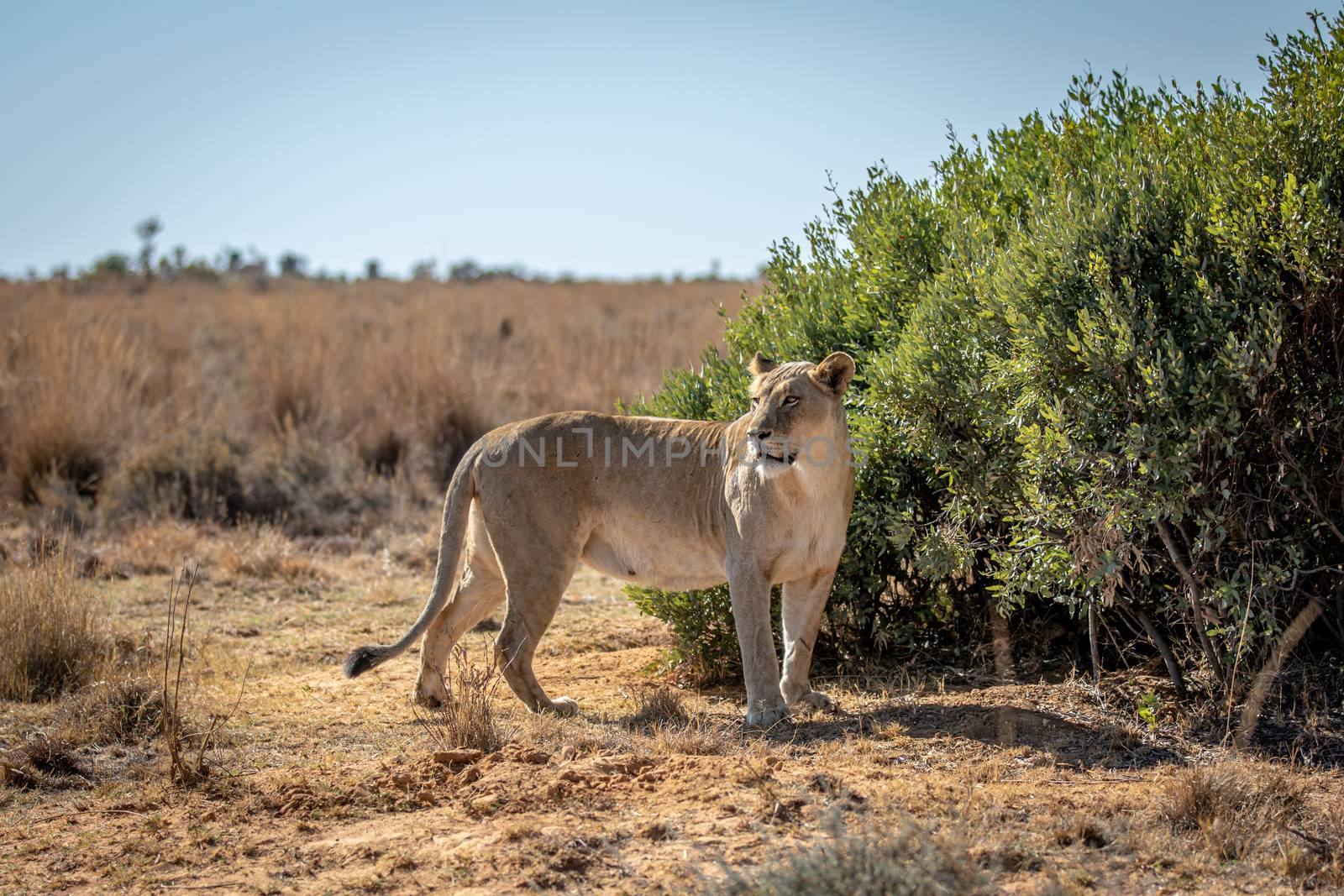 Lioness standing in the grass and looking around. by Simoneemanphotography