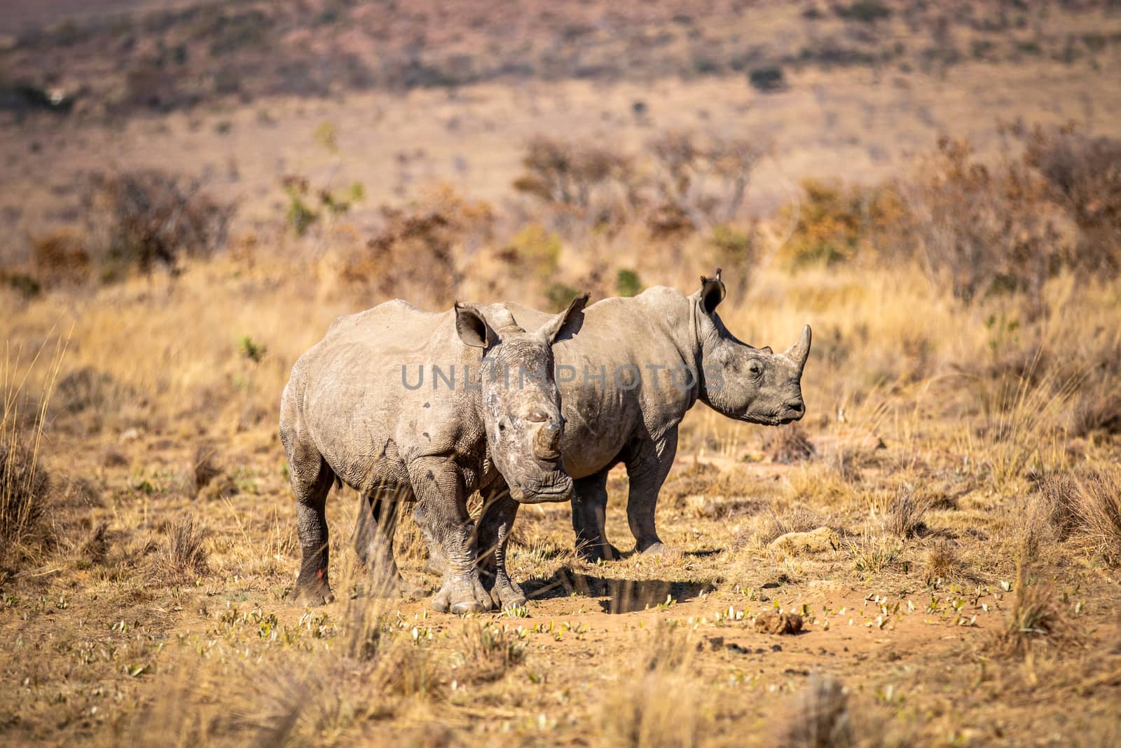 Two White rhinos standing in the grass. by Simoneemanphotography