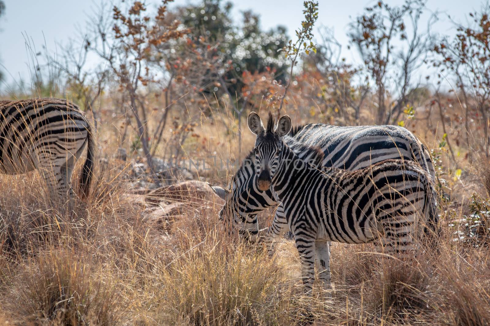 Zebras standing in the high grass. by Simoneemanphotography