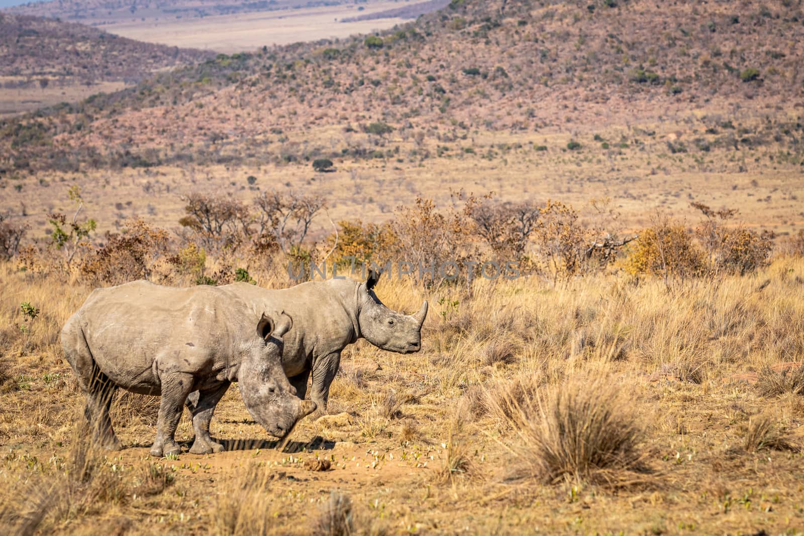 Two White rhinos standing in the grass. by Simoneemanphotography
