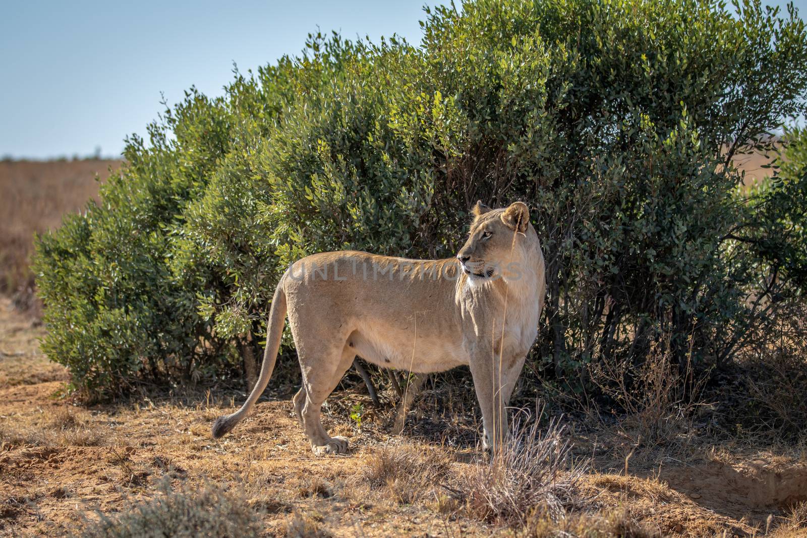 Lioness standing in the grass and looking around. by Simoneemanphotography