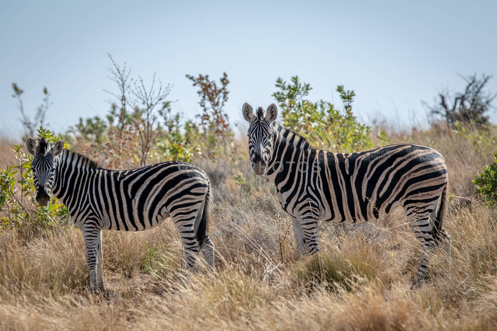 Zebras standing in the high grass. by Simoneemanphotography