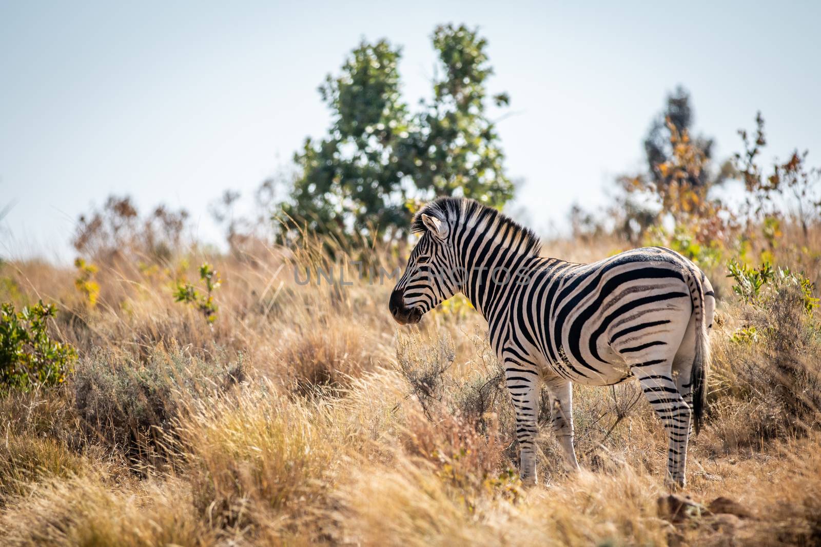 Zebra standing in the high grass in the Welgevonden game reserve, South Africa.