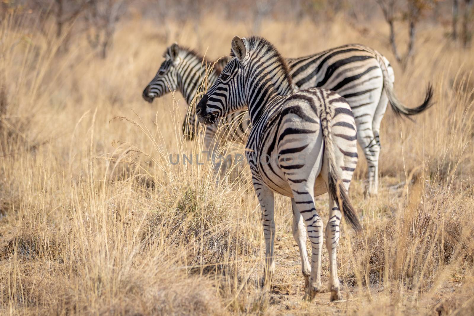 Zebras standing in the high grass in the Welgevonden game reserve, South Africa.