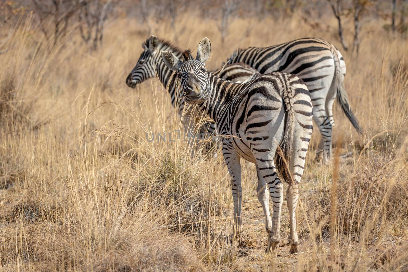 Zebras standing in the high grass in the Welgevonden game reserve, South Africa.
