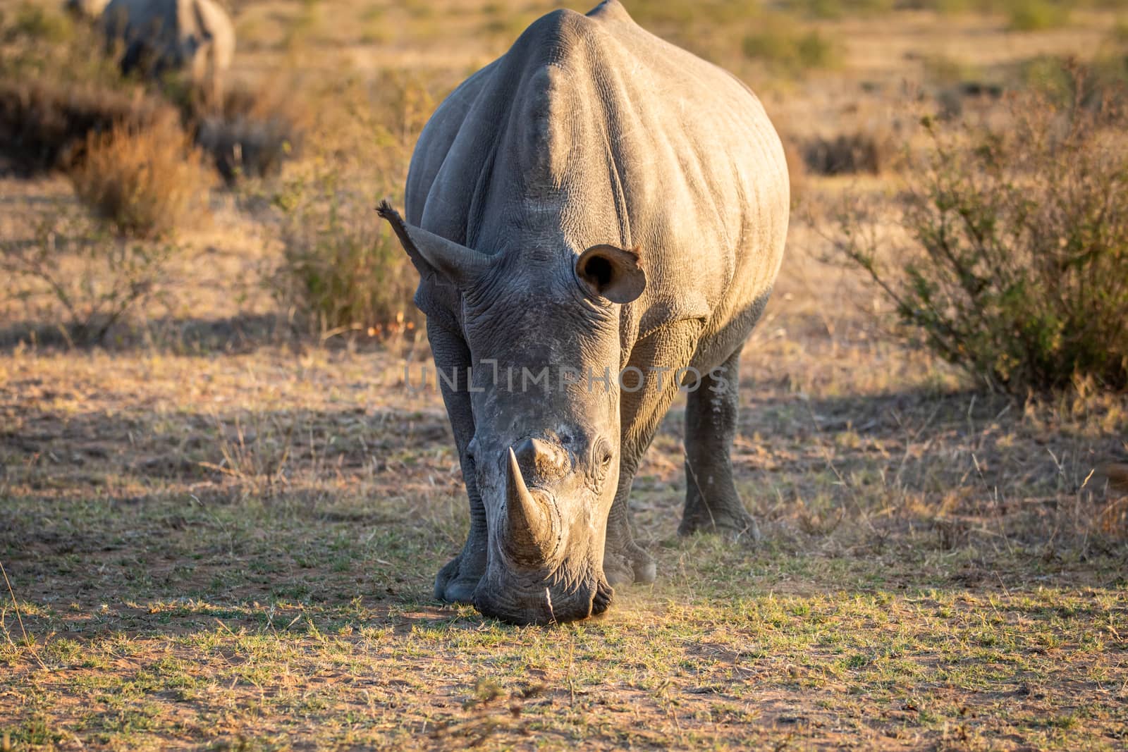 White rhino standing in the grass and grazing, South Africa.