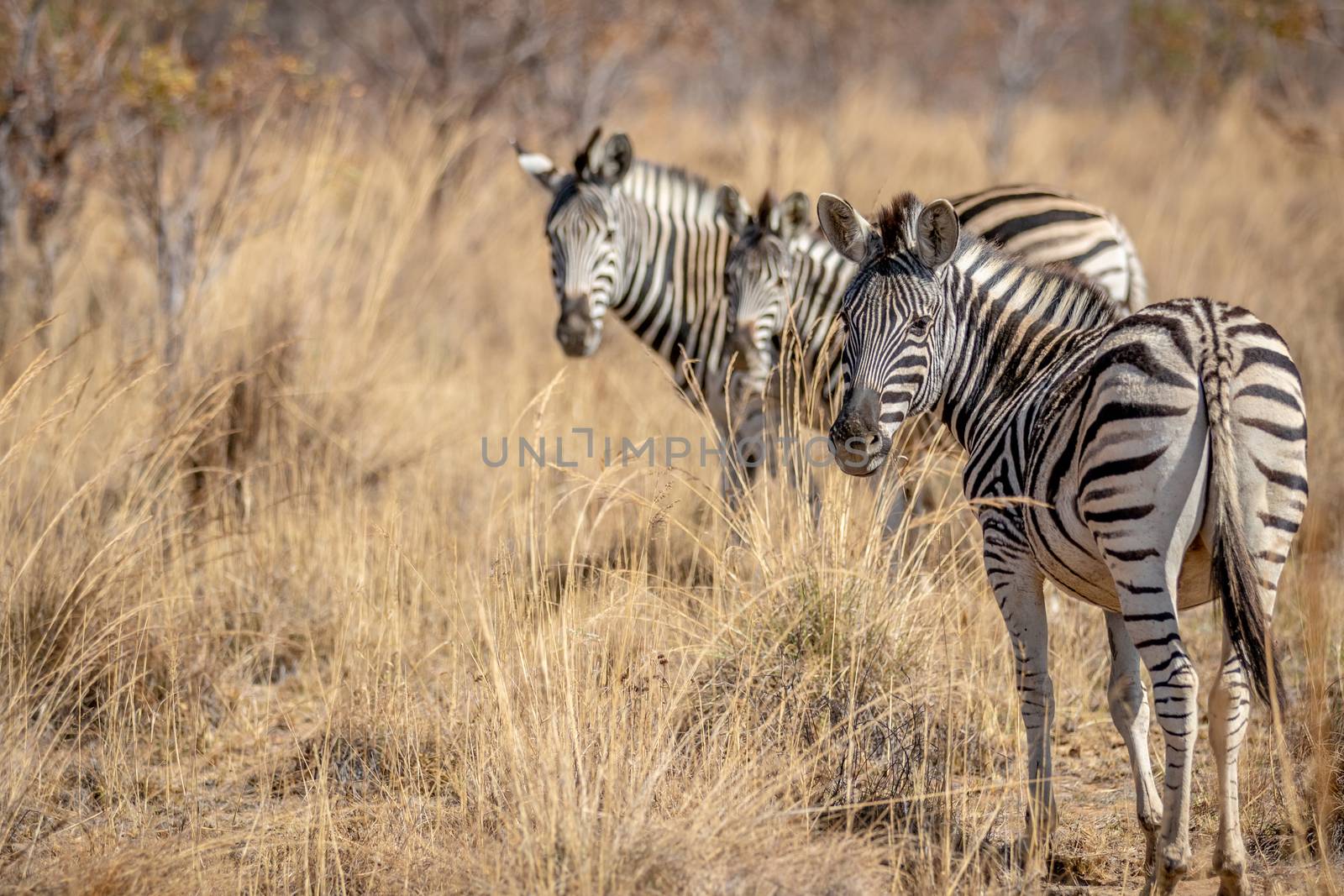 Zebras standing in the high grass. by Simoneemanphotography