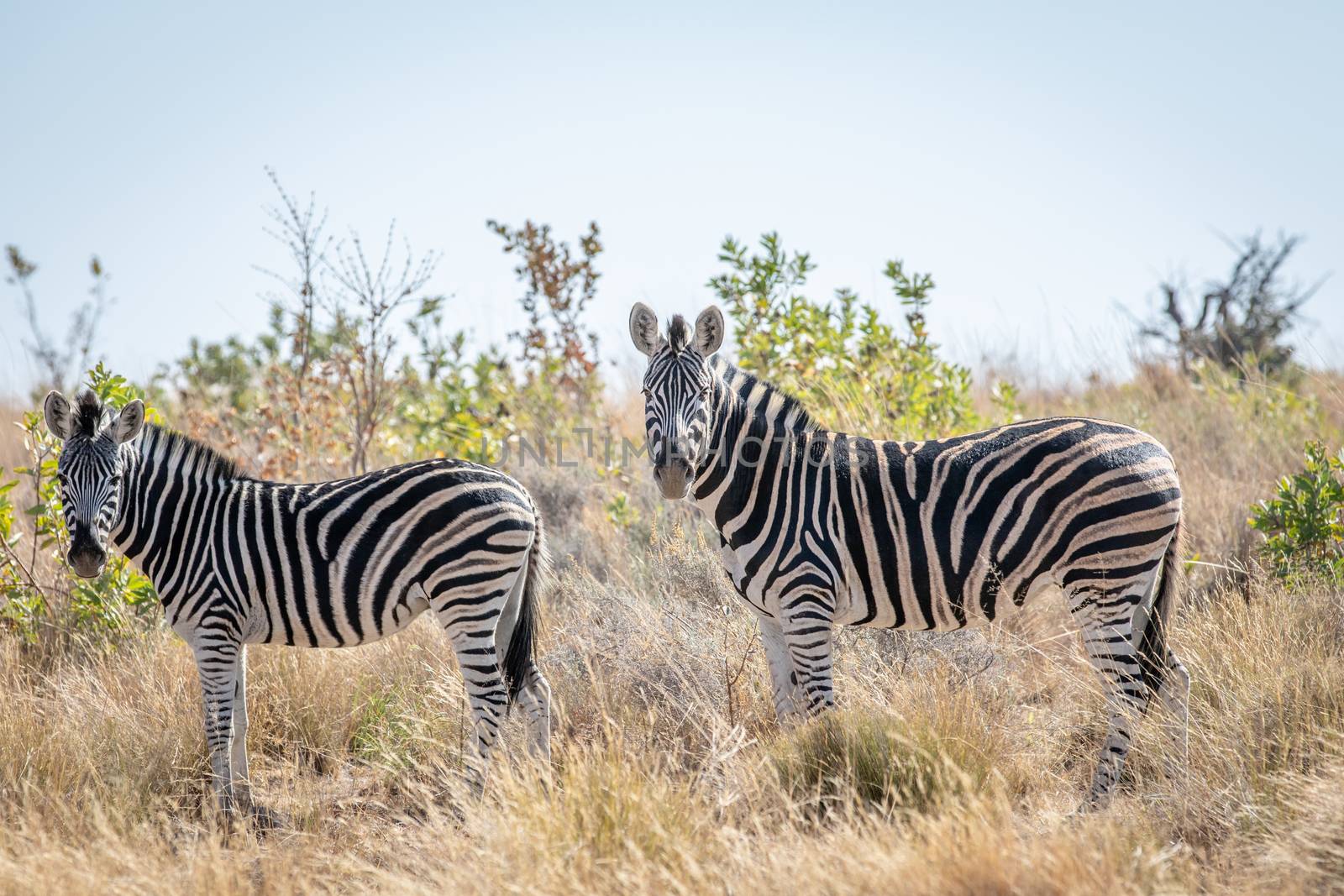 Zebra standing in the high grass. by Simoneemanphotography