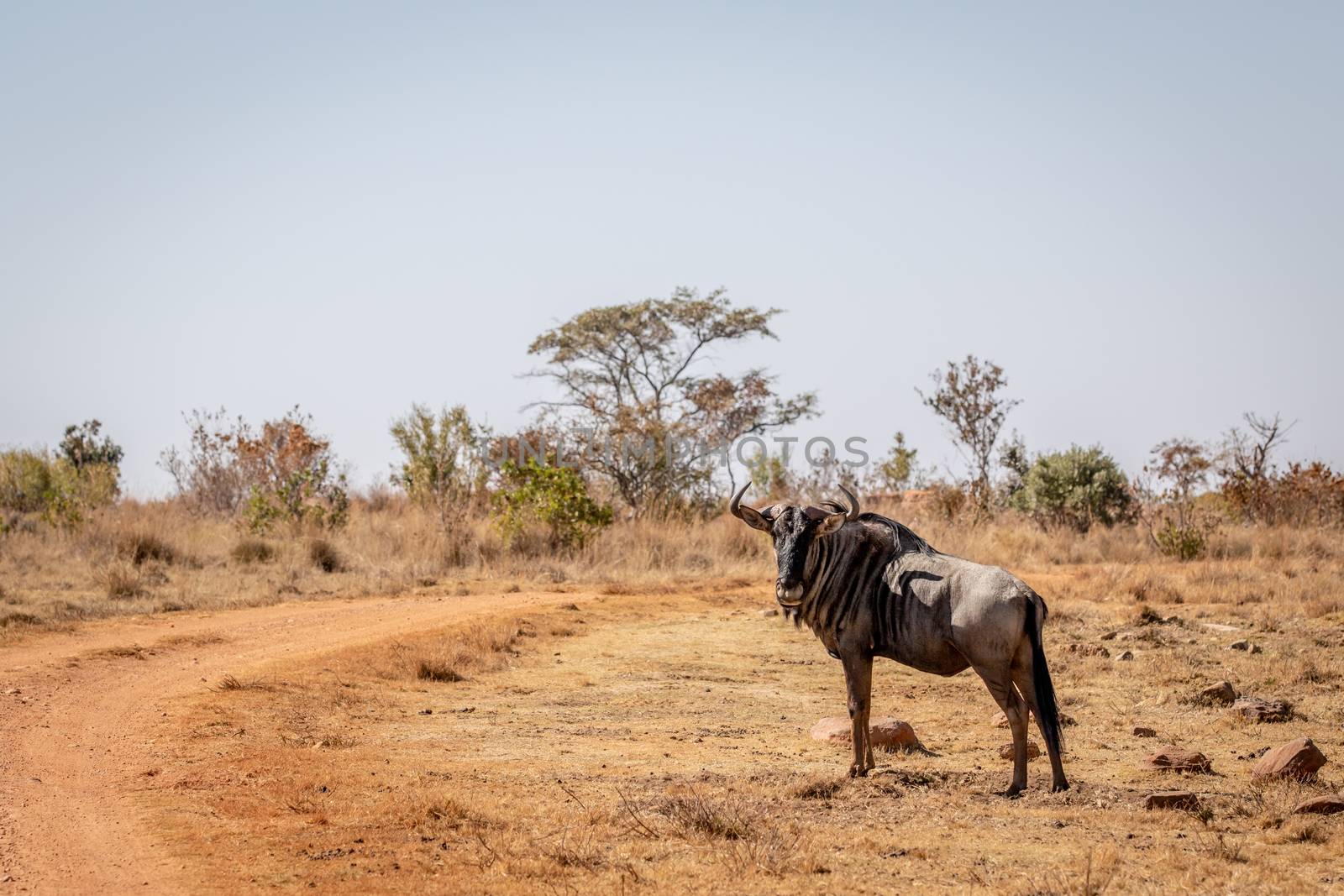 Blue wildebeest standing in the grass. by Simoneemanphotography