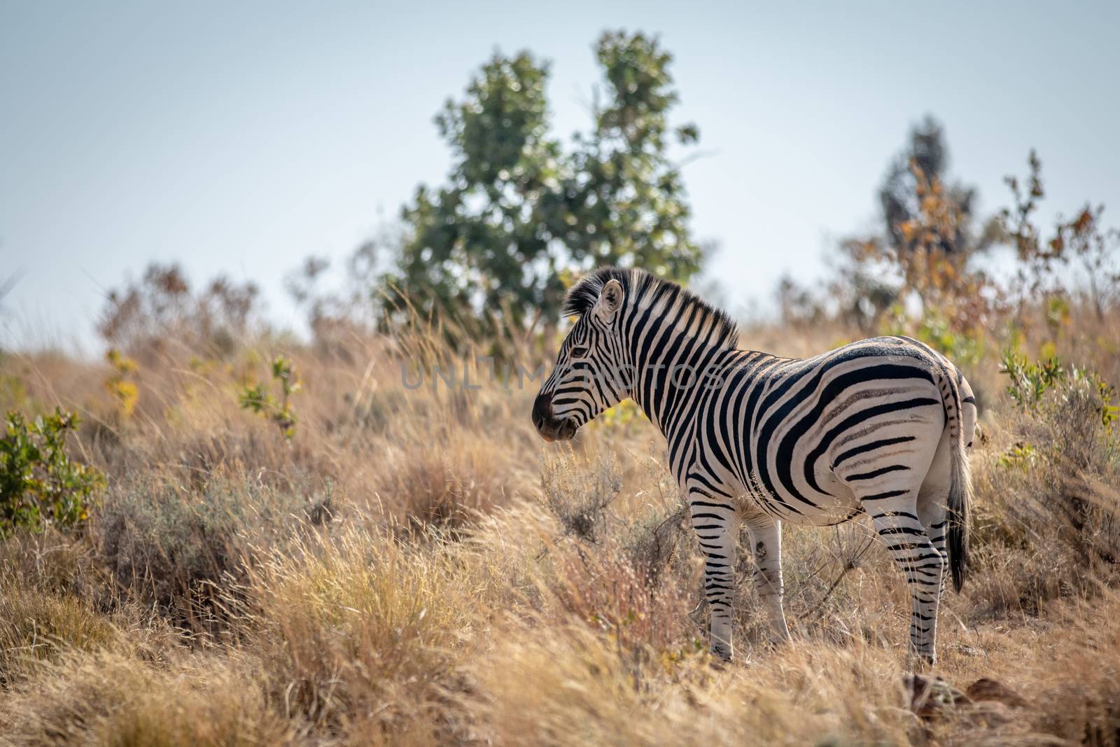 Zebra standing in the high grass. by Simoneemanphotography