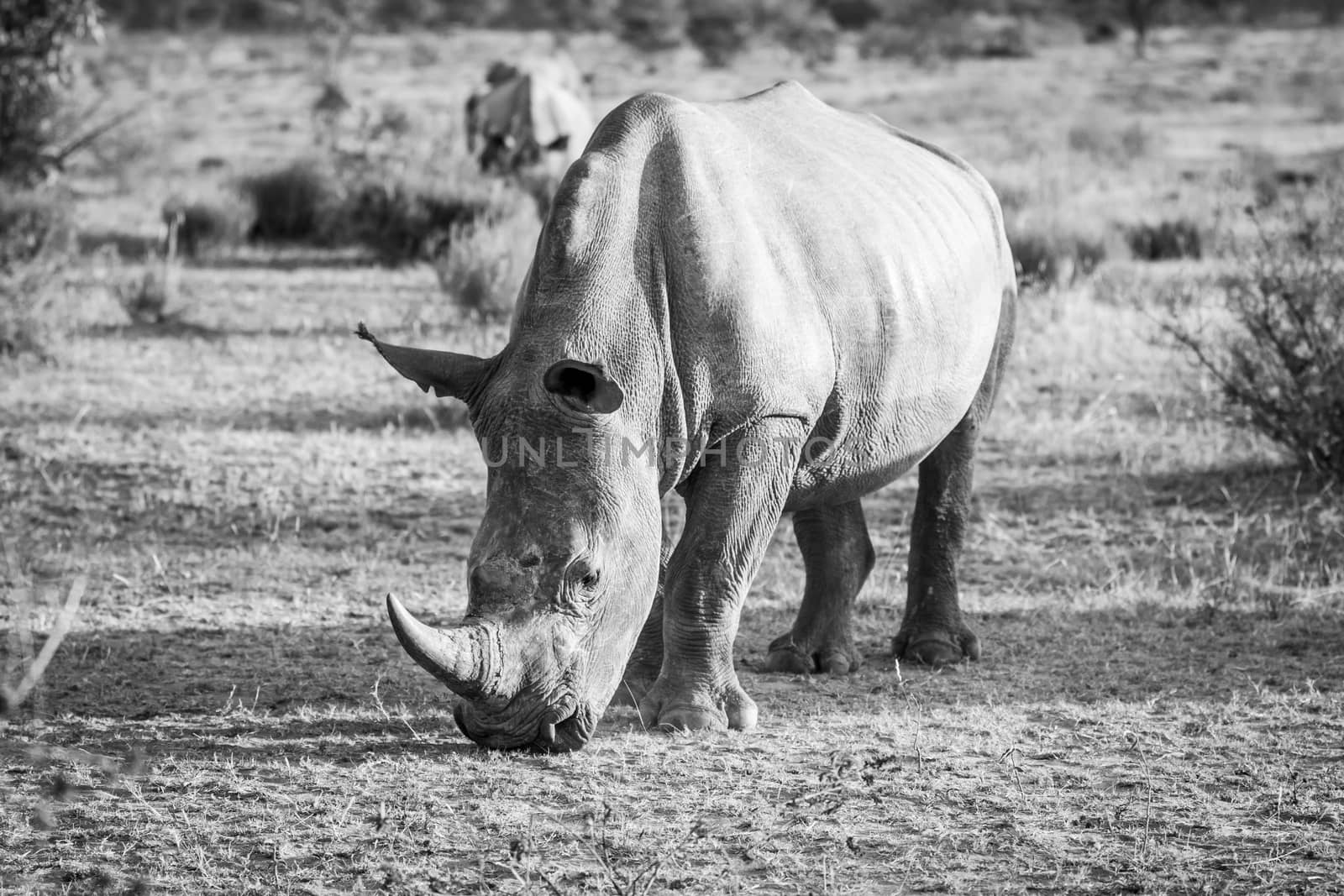 White rhino standing in the grass and grazing in black and white, South Africa.