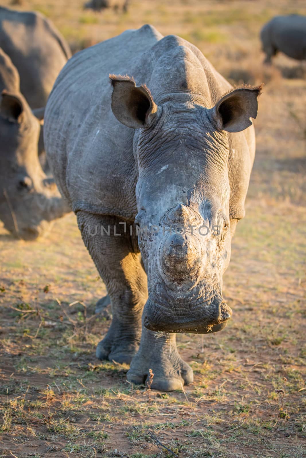 Close up of White rhino starring at the camera. by Simoneemanphotography