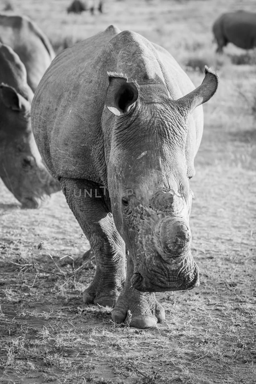 Close up of White rhino starring at the camera. by Simoneemanphotography