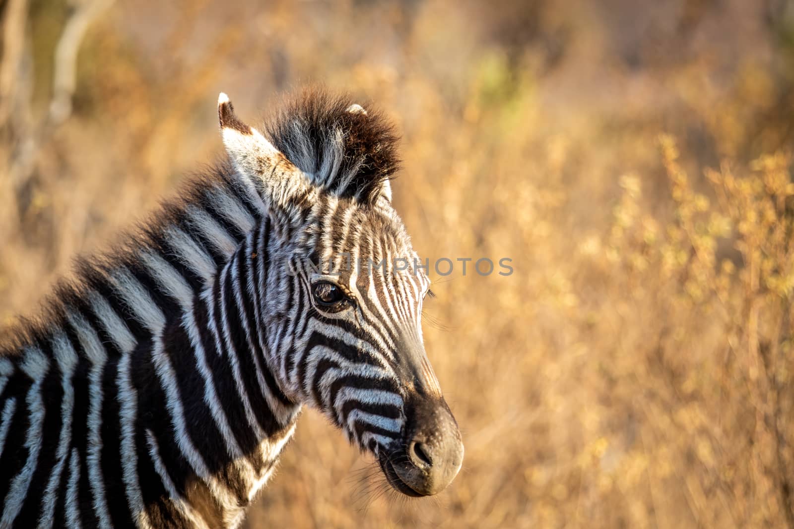 Close up of a young Zebra in the bush. by Simoneemanphotography