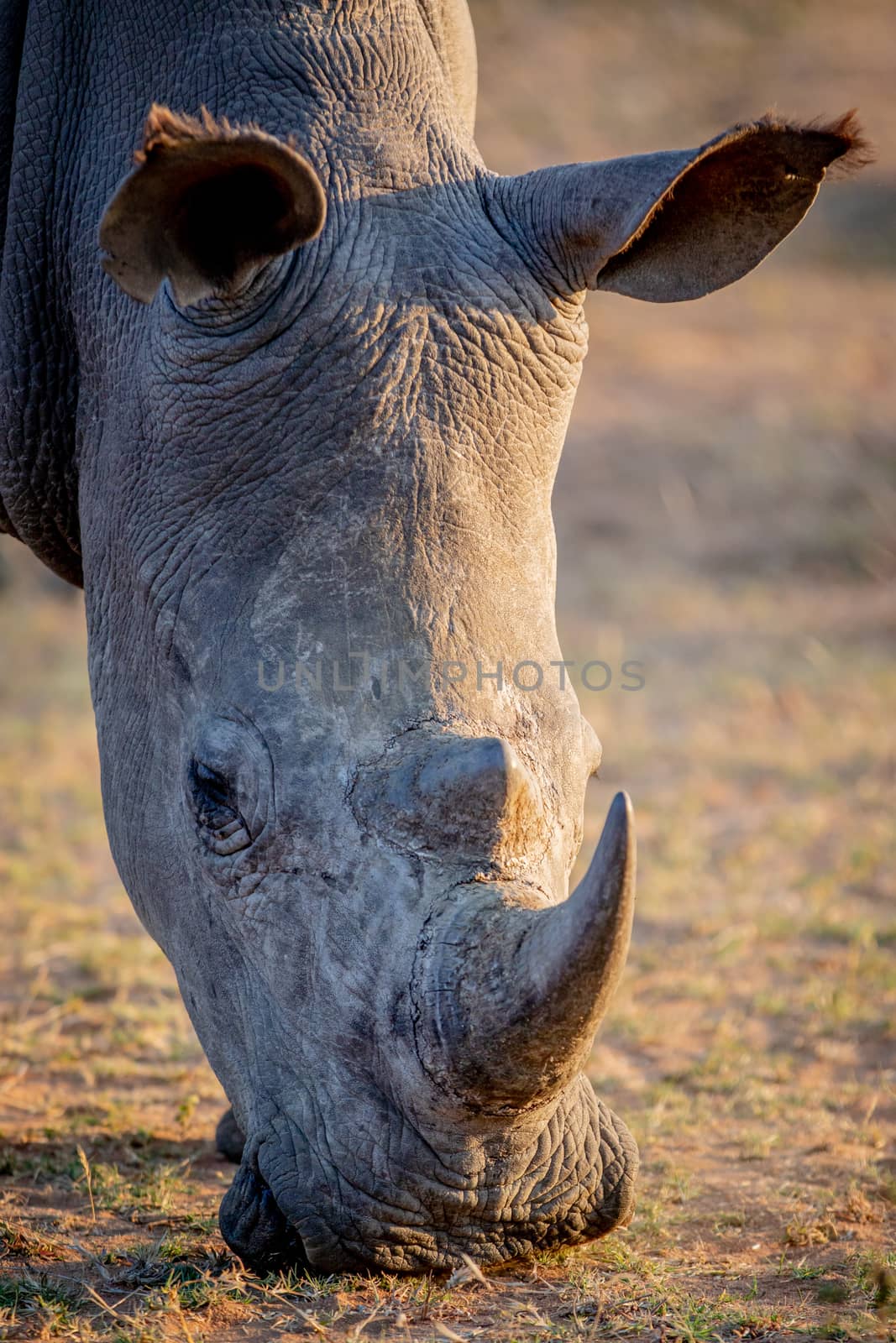 Close up of a white rhino grazing, South Africa.