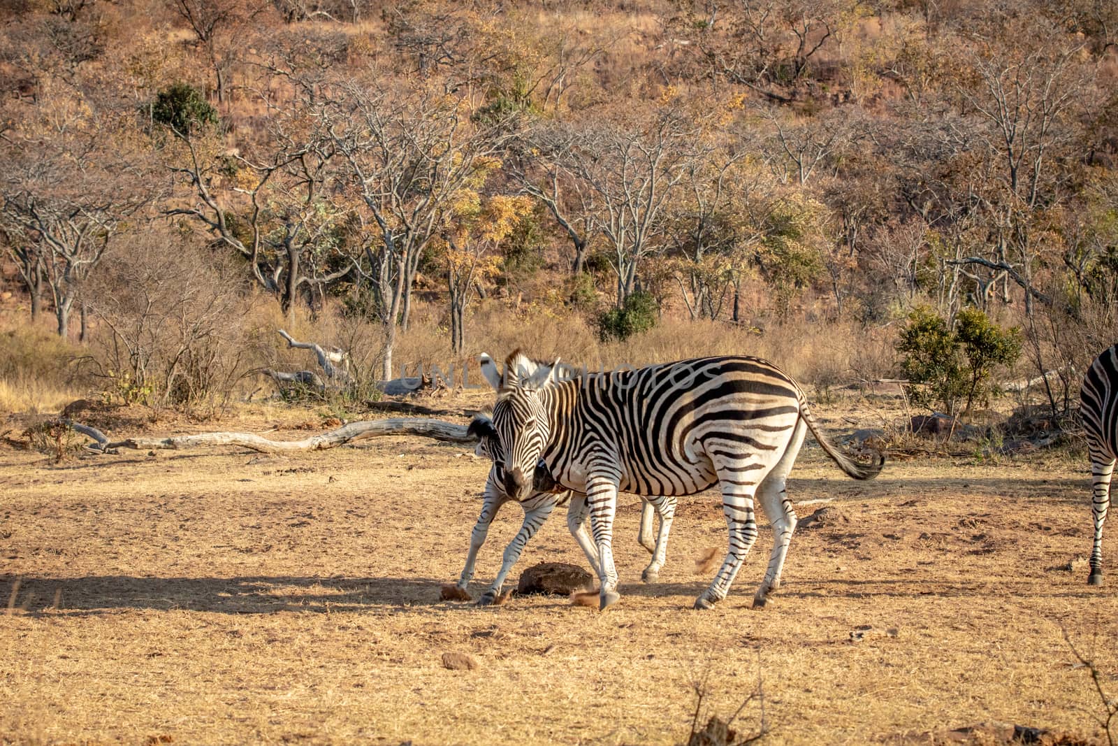 Two Zebras fighting on a plain in the Welgevonden game reserve, South Africa.