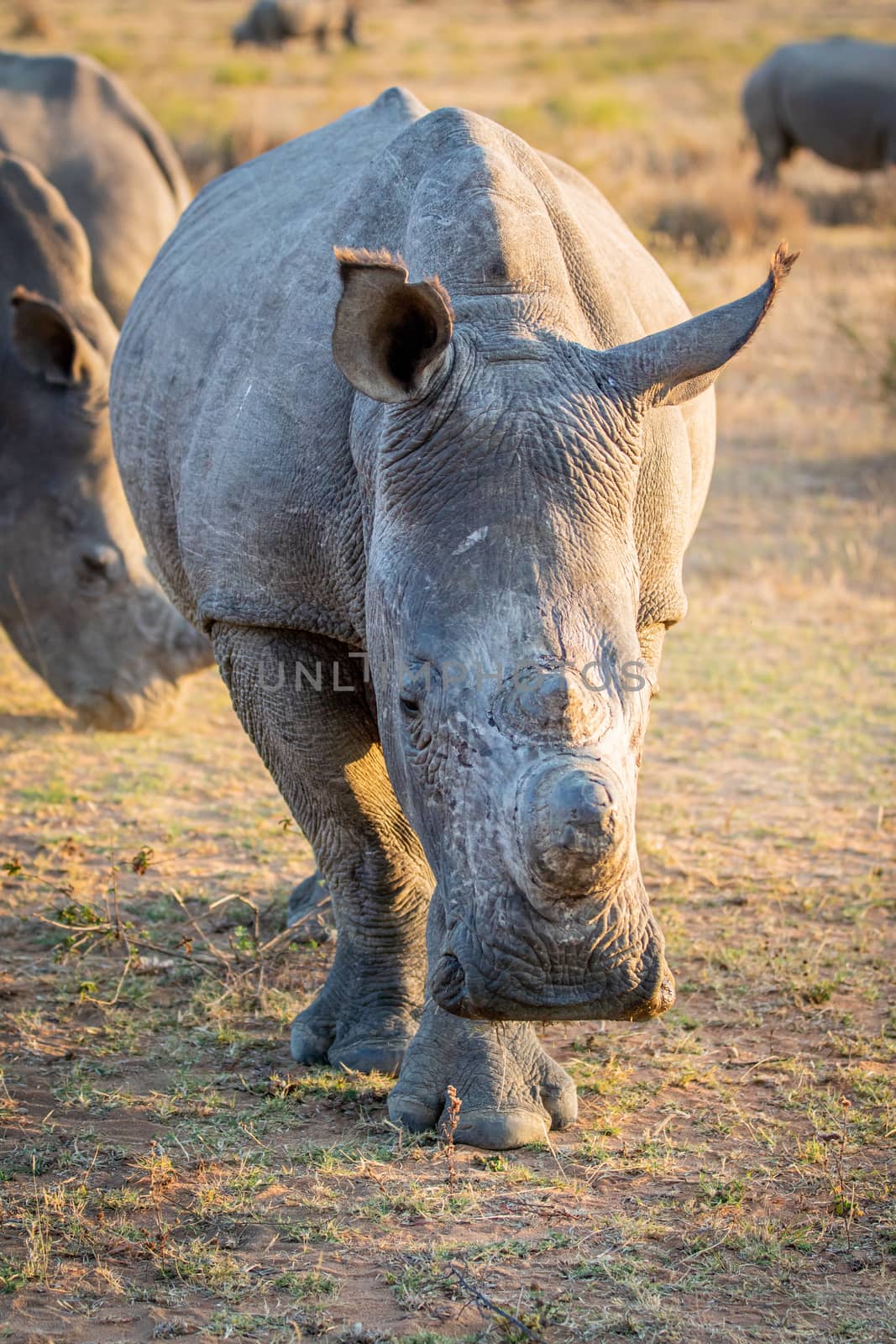 Close up of a White rhino starring at the camera, South Africa.