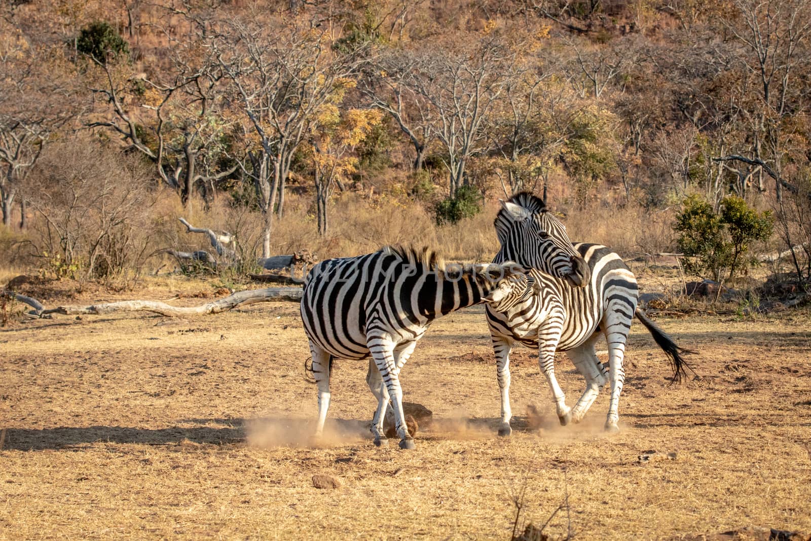 Two Zebras fighting on a plain. by Simoneemanphotography