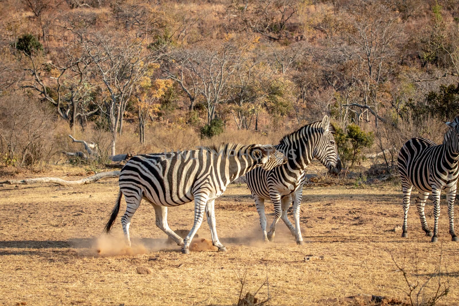 Two Zebras fighting on a plain. by Simoneemanphotography