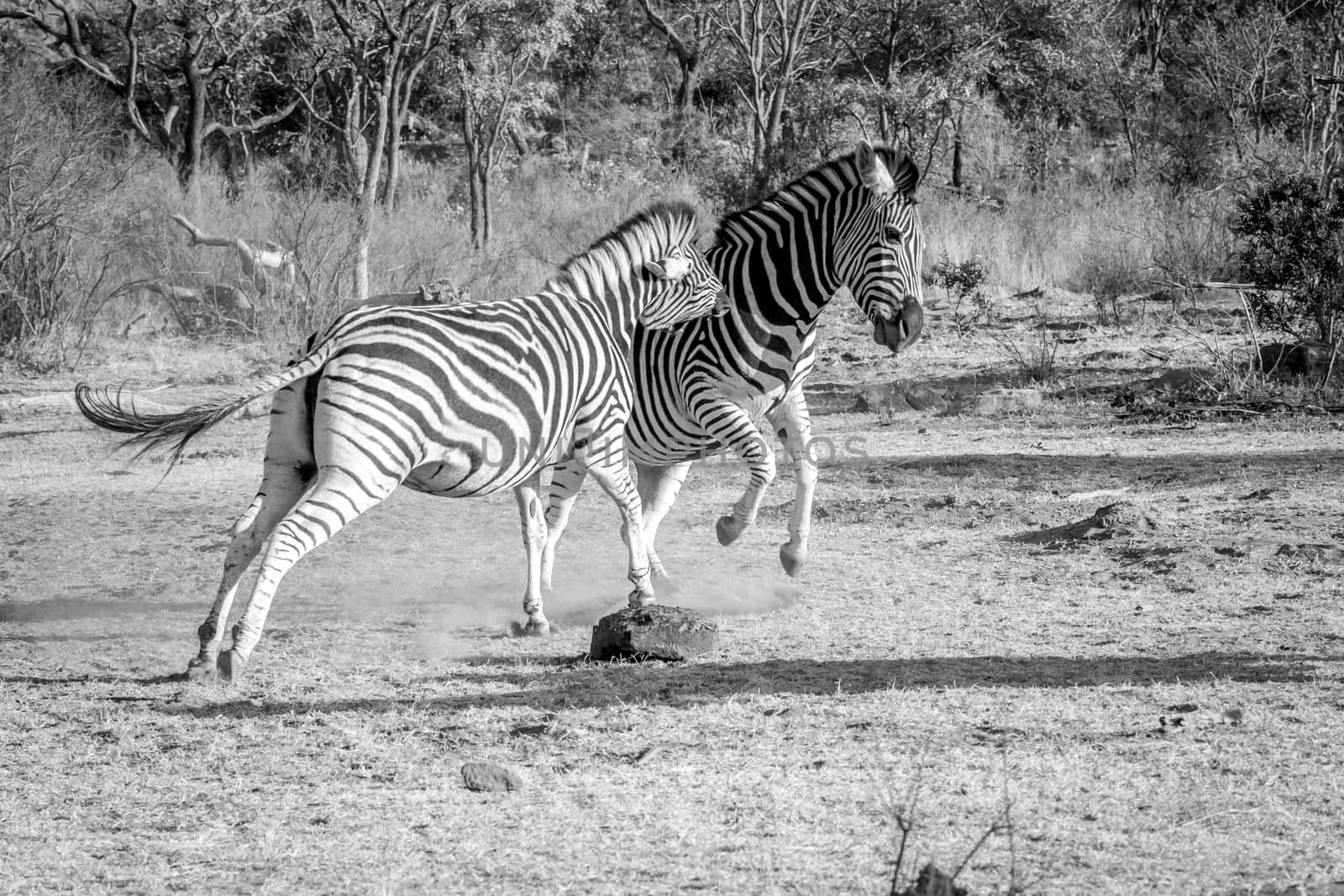 Two Zebras fighting on a plain in black and white in the Welgevonden game reserve, South Africa.