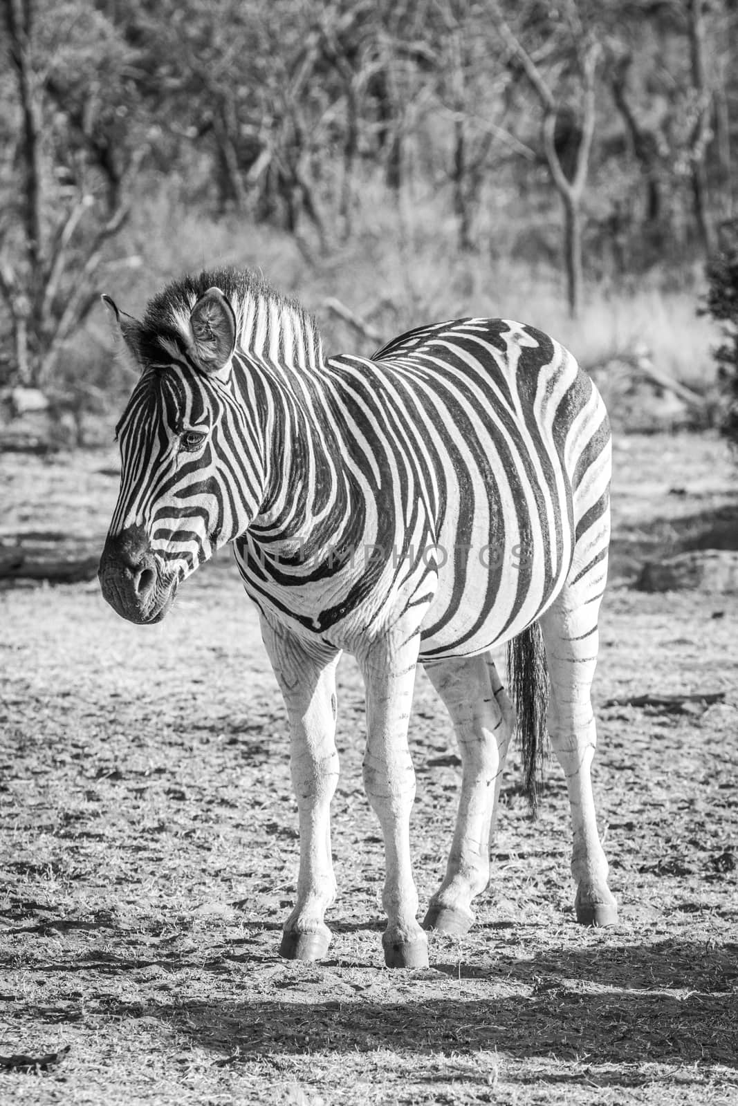 Zebra standing in the grass in black and white in the Welgevonden game reserve. South Africa.