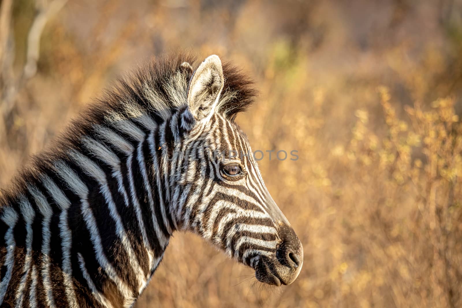 Close up of a young Zebra in the bush. by Simoneemanphotography