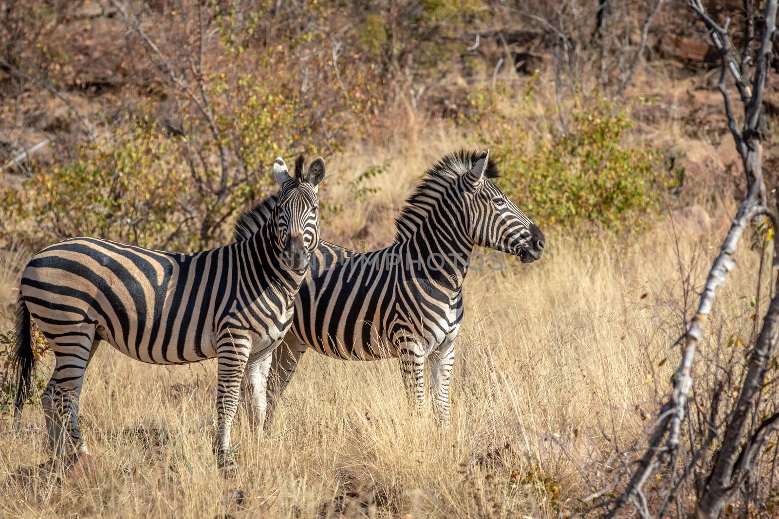 Two Zebras standing in the grass in the Welgevonden game reserve, South Africa.