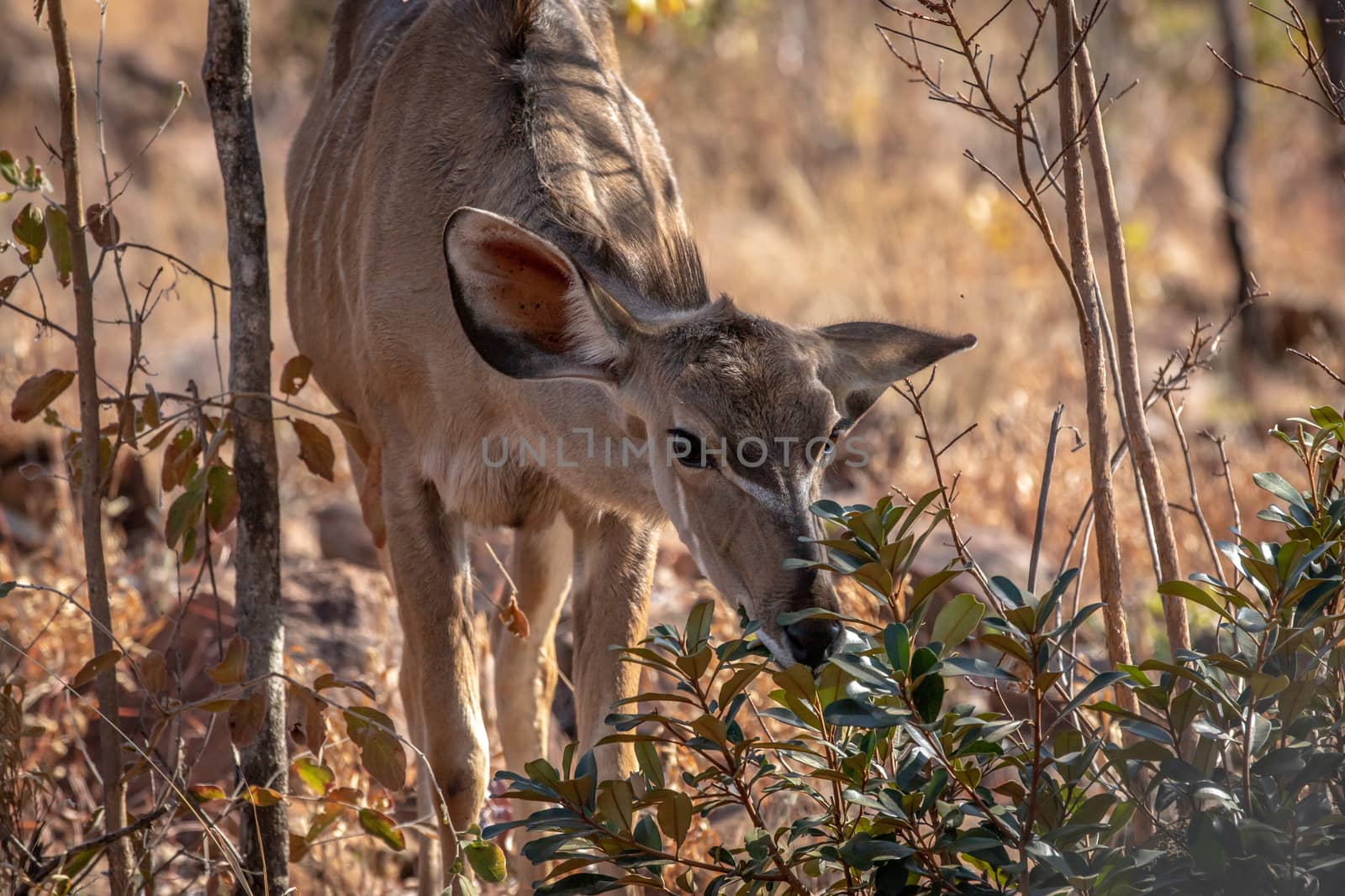Young female Kudu eating some leaves. by Simoneemanphotography