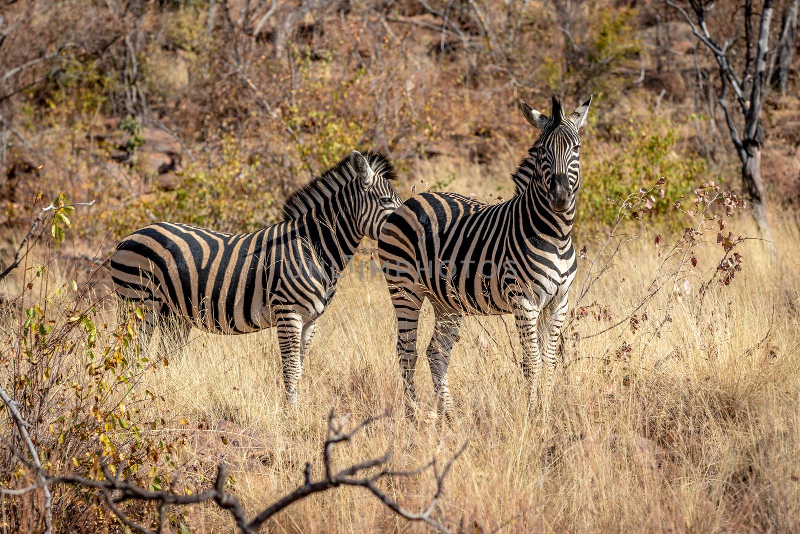 Two Zebras standing in the grass. by Simoneemanphotography