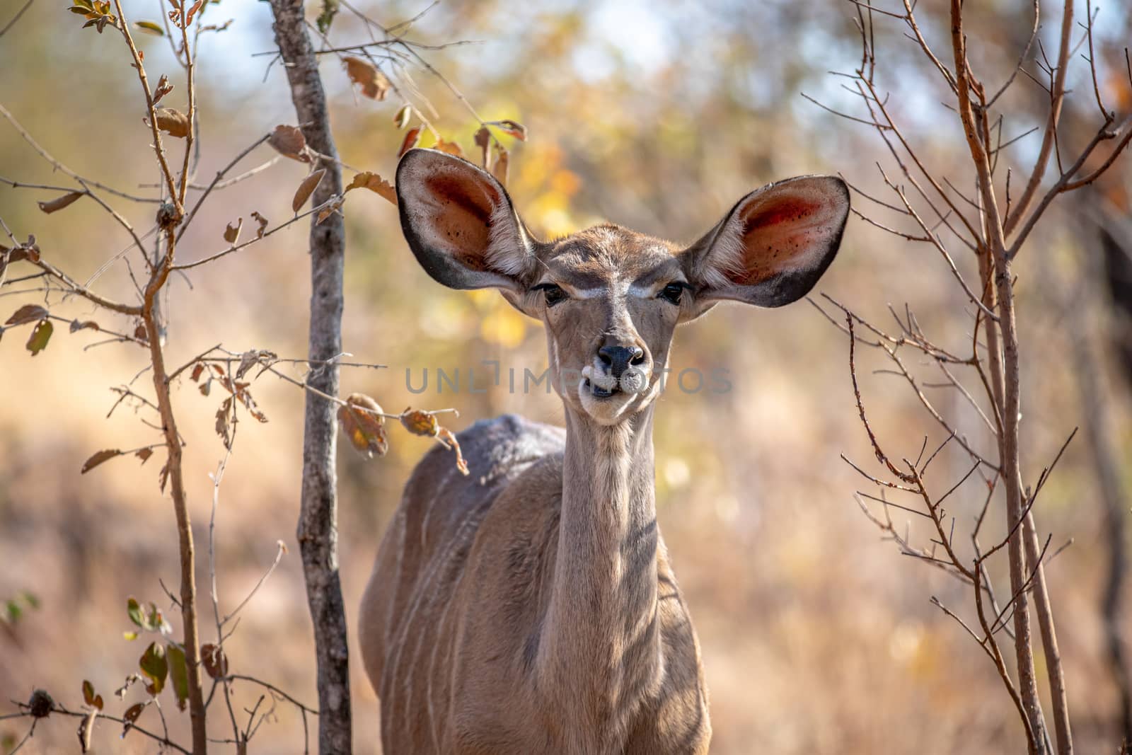 Close up of a young female Kudu in the Welgevonden game reserve, South Africa.