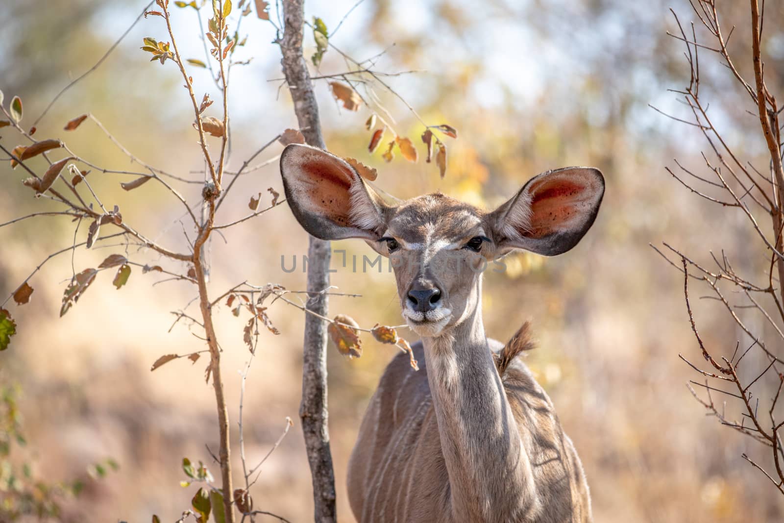 Close up of a young female Kudu. by Simoneemanphotography